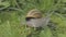 Snail in natural habitat. Snail in the garden. Snail farm. Snails in the grass. Growing snails.
