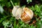 Snail in nature