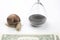 Snail next to the hourglass and dollars on a white background. speed and stability in increasing income. time for work and rest.