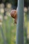 Snail on onion leaf