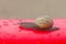 Snail outside house after the rain on red plastic surface