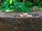 Snail: Painted snail, cuban snail