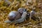 Snail Pair Together on Forest Moss