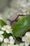 Snail peeking out behind a bird cherry leaf