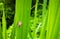 Snail perched on a blade of grass in a meadow.