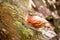 A Snail Perched On A Wood