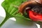 The snail is on a piece of fresh red pepper. White background. Close-up.