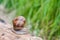 Snail on a piece of wood