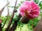 A snail on a pink wild rose flowe