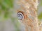 Snail on a plant 2