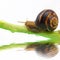 Snail on plant stem