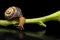 Snail on plant stem drinking water