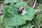 Snail on the plantain leaf