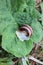 Snail on the plantain leaf