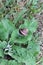 Snail on the plantain leaf