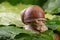 Snail of pomatia on maple leaves. Snail on a forest path in the forest