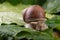 Snail of pomatia on maple leaves. Snail on a forest path in the forest