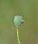 A snail on the poppy fruit