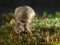 Snail portrait in moss