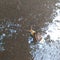 Snail puddle asphalt slow snail_crawling