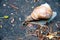 Snail after rain