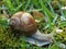 Snail after the rain