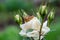 A Snail in the Rain, Snail in the garden on the white rose