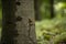 Snail in a rainy forest in Slovenia, Europe