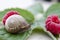 Snail on raspberry leaves macro
