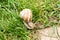 Snail ravlik crawls on the grass ground from its own house on its back