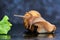 Snail reaching for a green leaf of lettuce close-up on a dark background