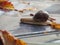 Snail on a reflecting surface with autumn leaves around