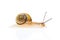 Snail with reflection on white background