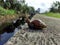 A snail relaxes on the edge of the moat while enjoying the morning air.