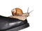 Snail riding boot