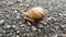 Snail on the road