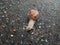 Snail on the road