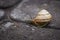 Snail on the road. Slug close up. Grape snail with shell. Nature in details. Slow speed lifestyle. Snail with antenna on asphalt.