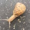 Snail on the road unclose