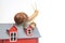 Snail on the roof of a house model on a white background. The concept of home comfort and life in the house