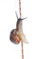 Snail on rope