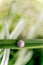 A snail in a round sink. Close-up of a garden snail in the grass