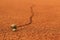 Snail running across tennis court