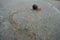 A snail running away as he leaves a slimy trail behind.