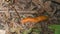 Snail running through the forest, in the foreground