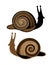 Snail`s guilloche vector set