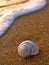 Snail on sandy beach