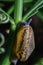 A snail searching for food on the grass in the garden