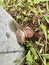 A snail is seen climbing a power pole