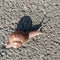 Snail with shadow on the ground with slag - garden snail